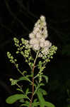 White meadowsweet